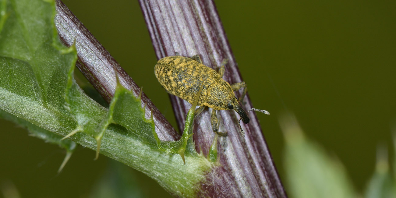 Curculionidae:  Larinus cynarae?  No,  Larinus carlinae